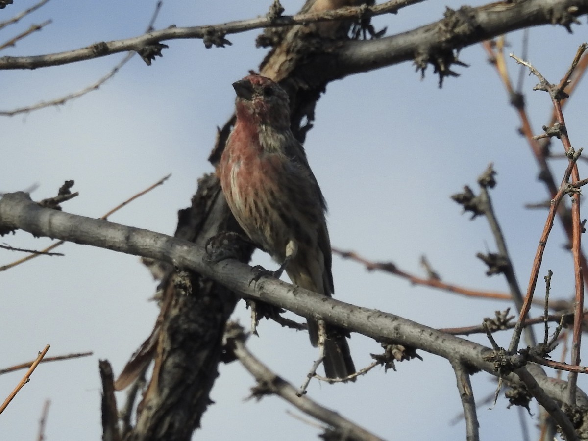 House Finch - ML642114708