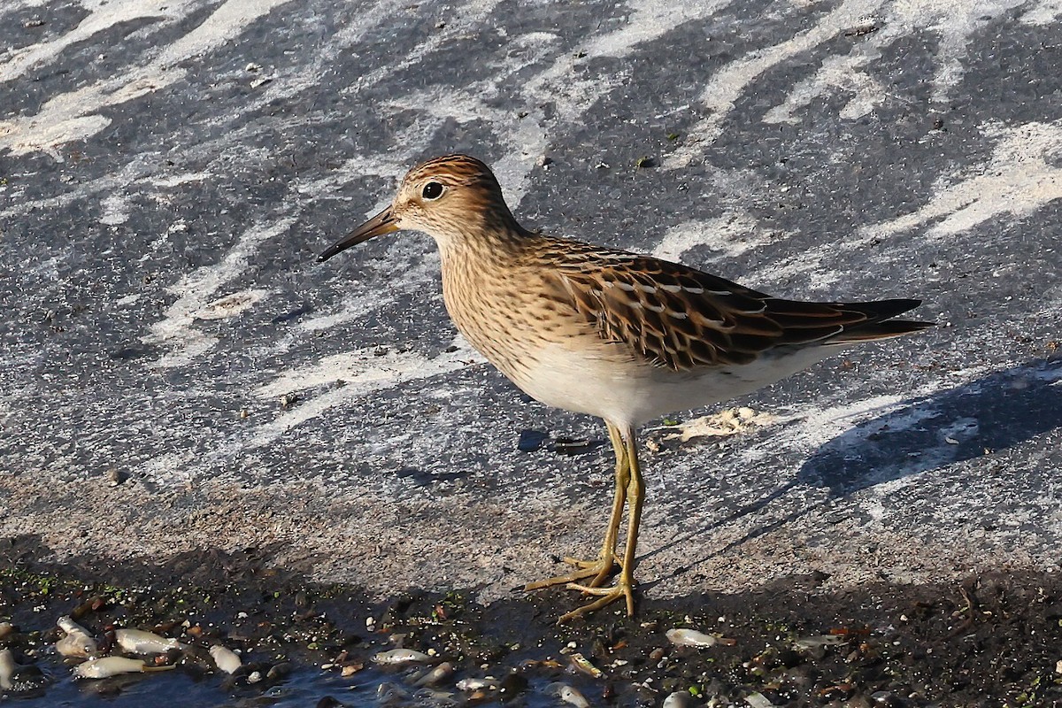 Pectoral Sandpiper - ML642114709