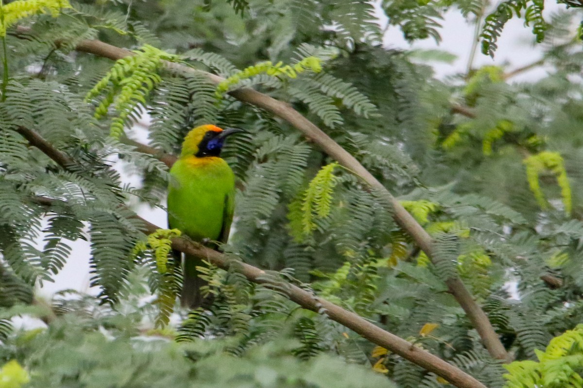 Golden-fronted Leafbird - ML642114713