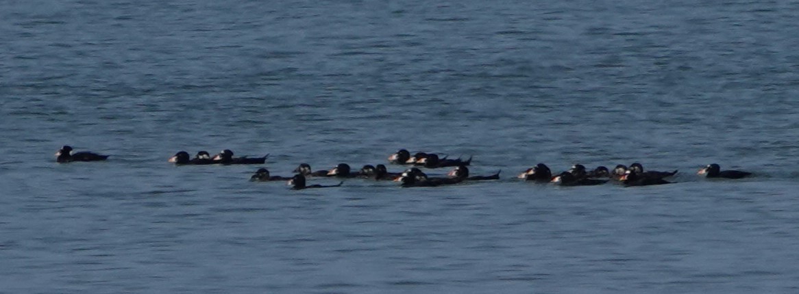 Surf Scoter - ML642114719