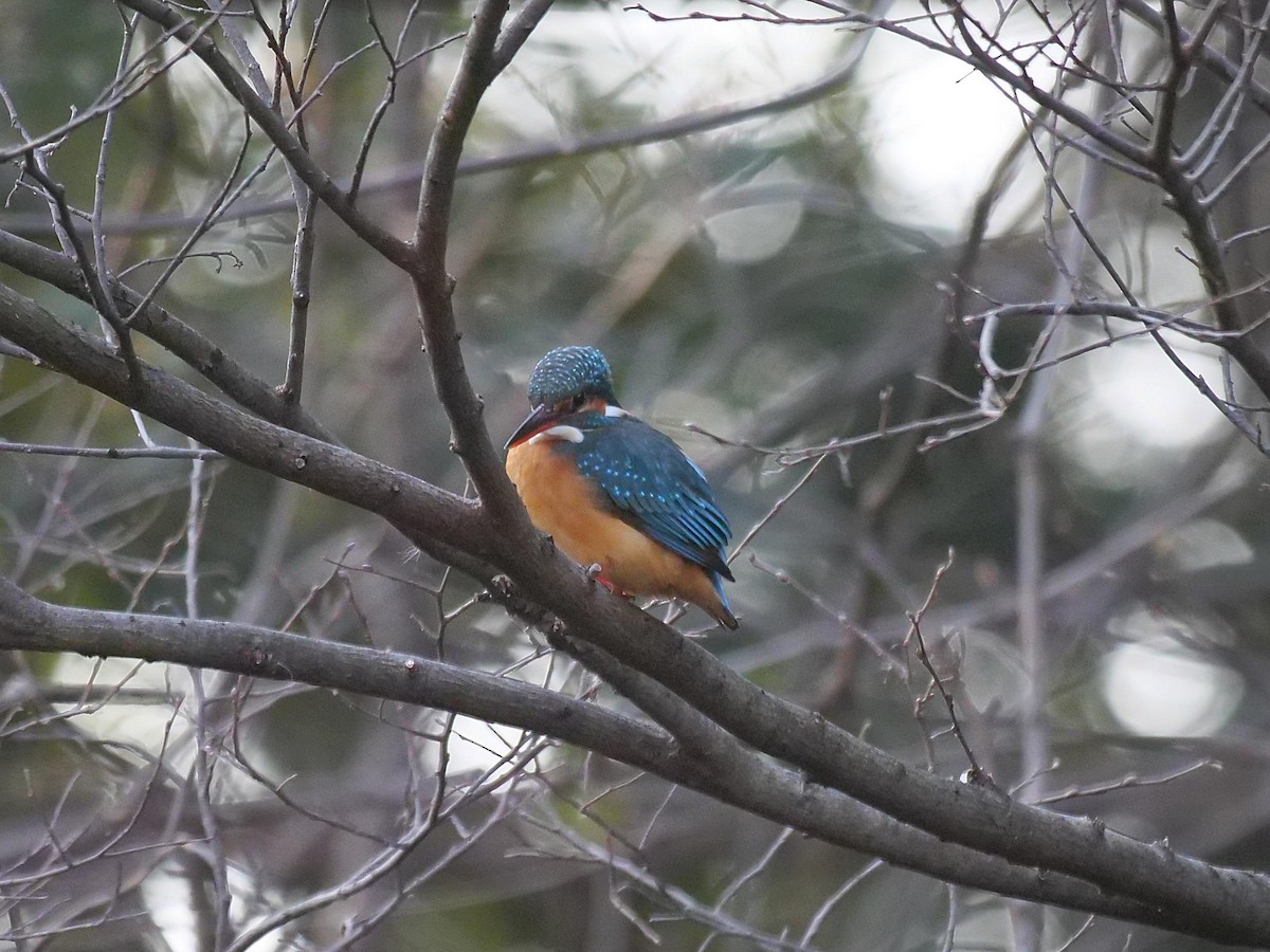 翠鳥 - ML642114723