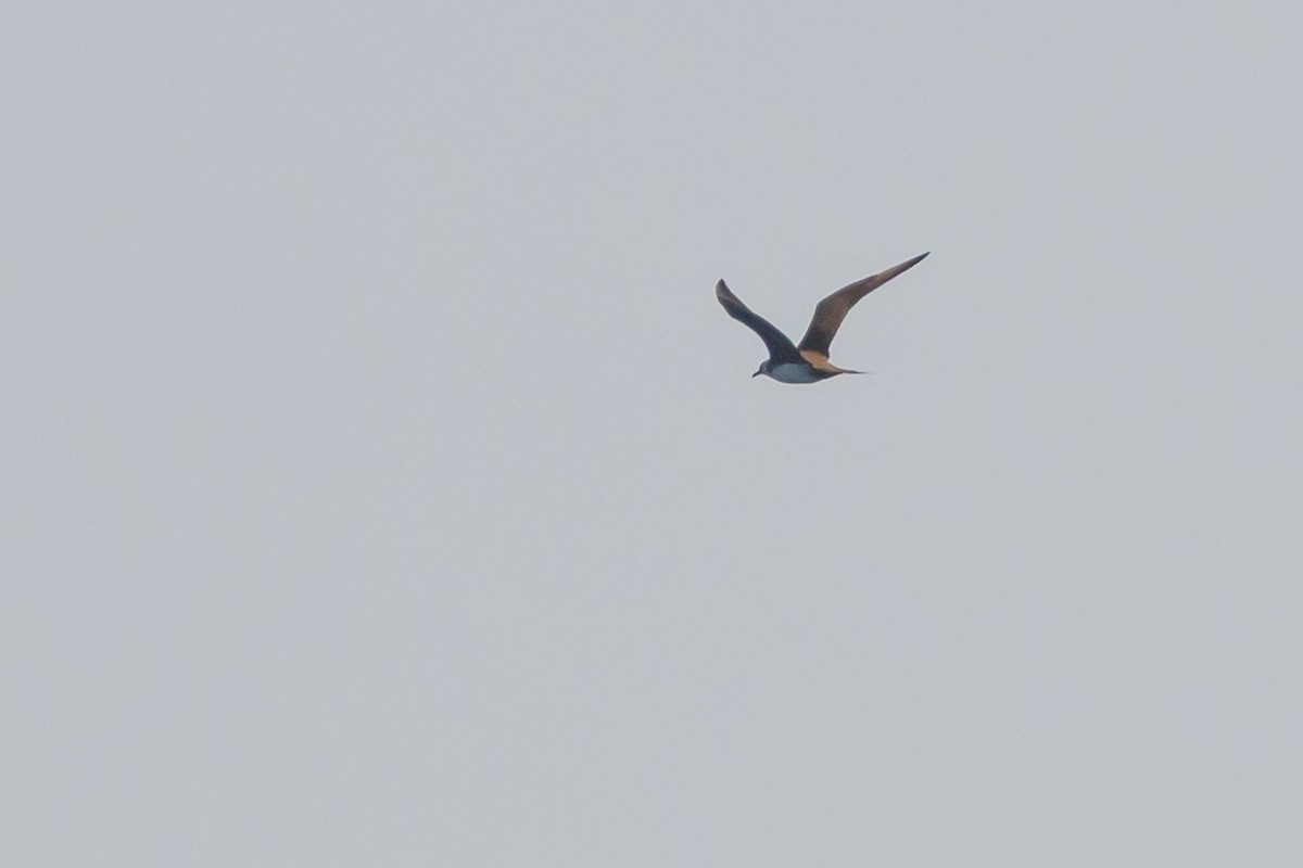 Parasitic Jaeger - ML642114726