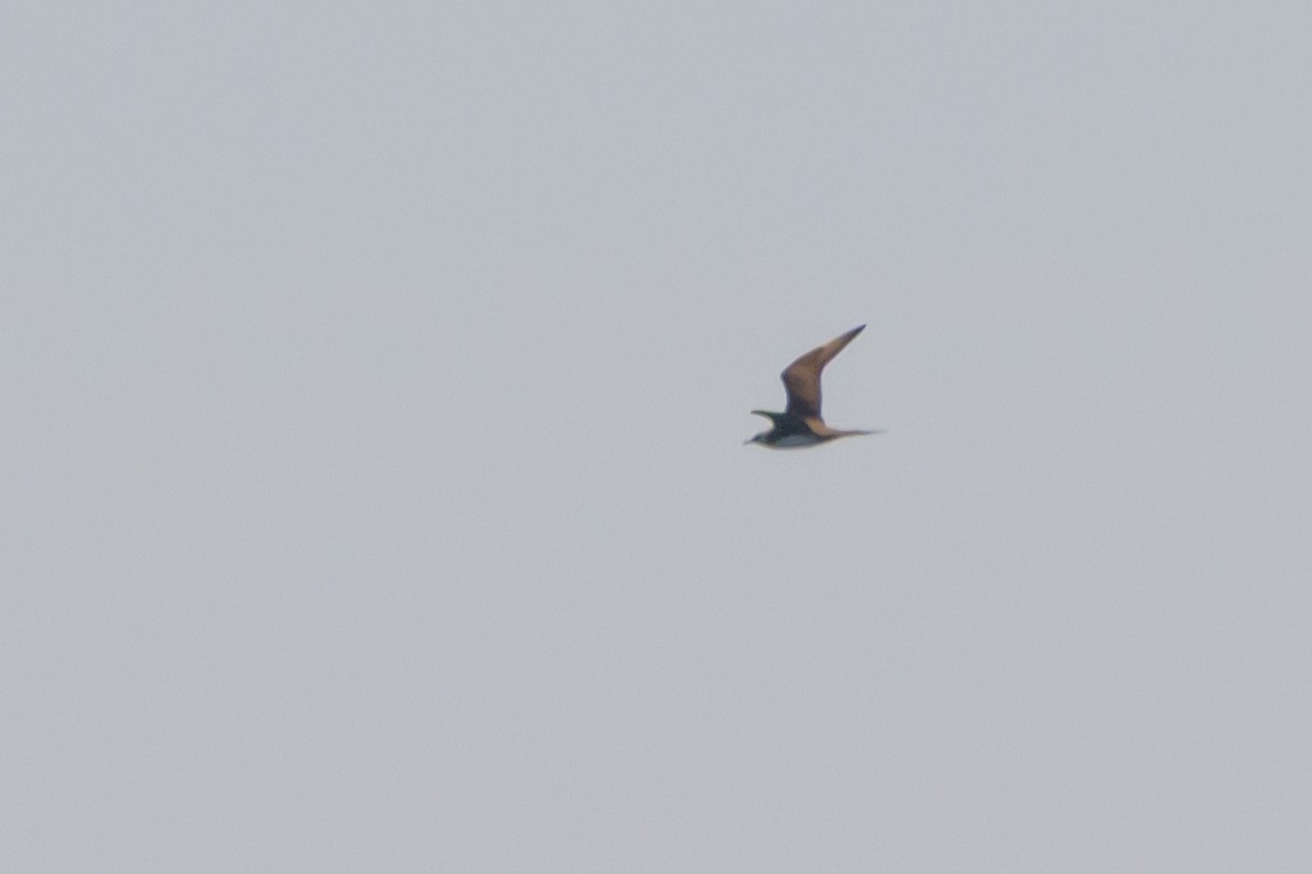 Parasitic Jaeger - ML642114727