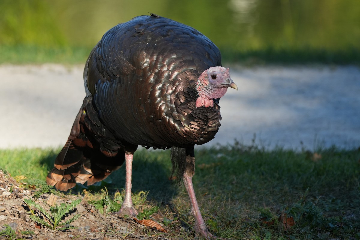 Wild Turkey - ML642114728