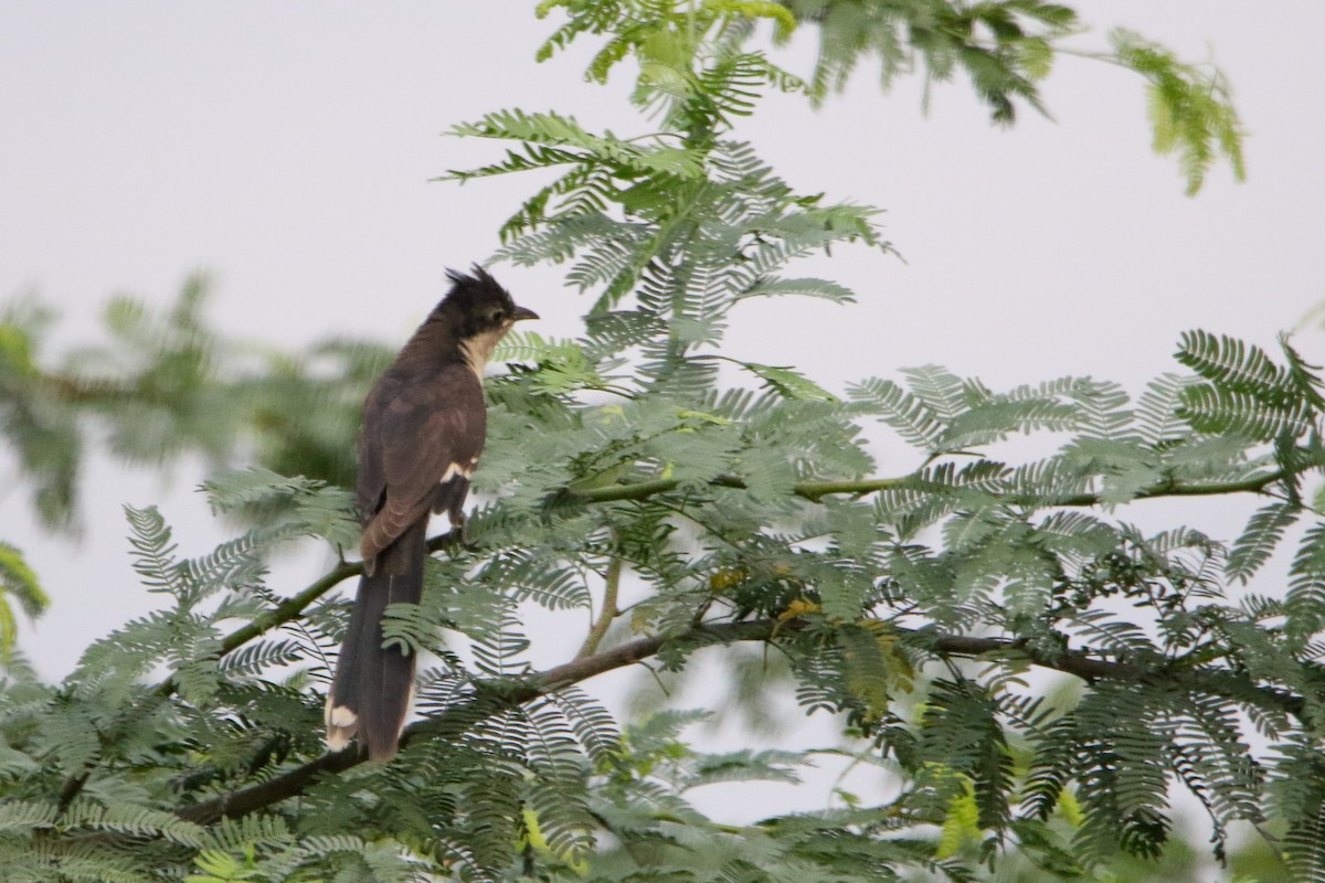Pied Cuckoo - ML642114732