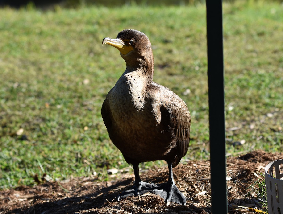 Double-crested Cormorant - ML642114733