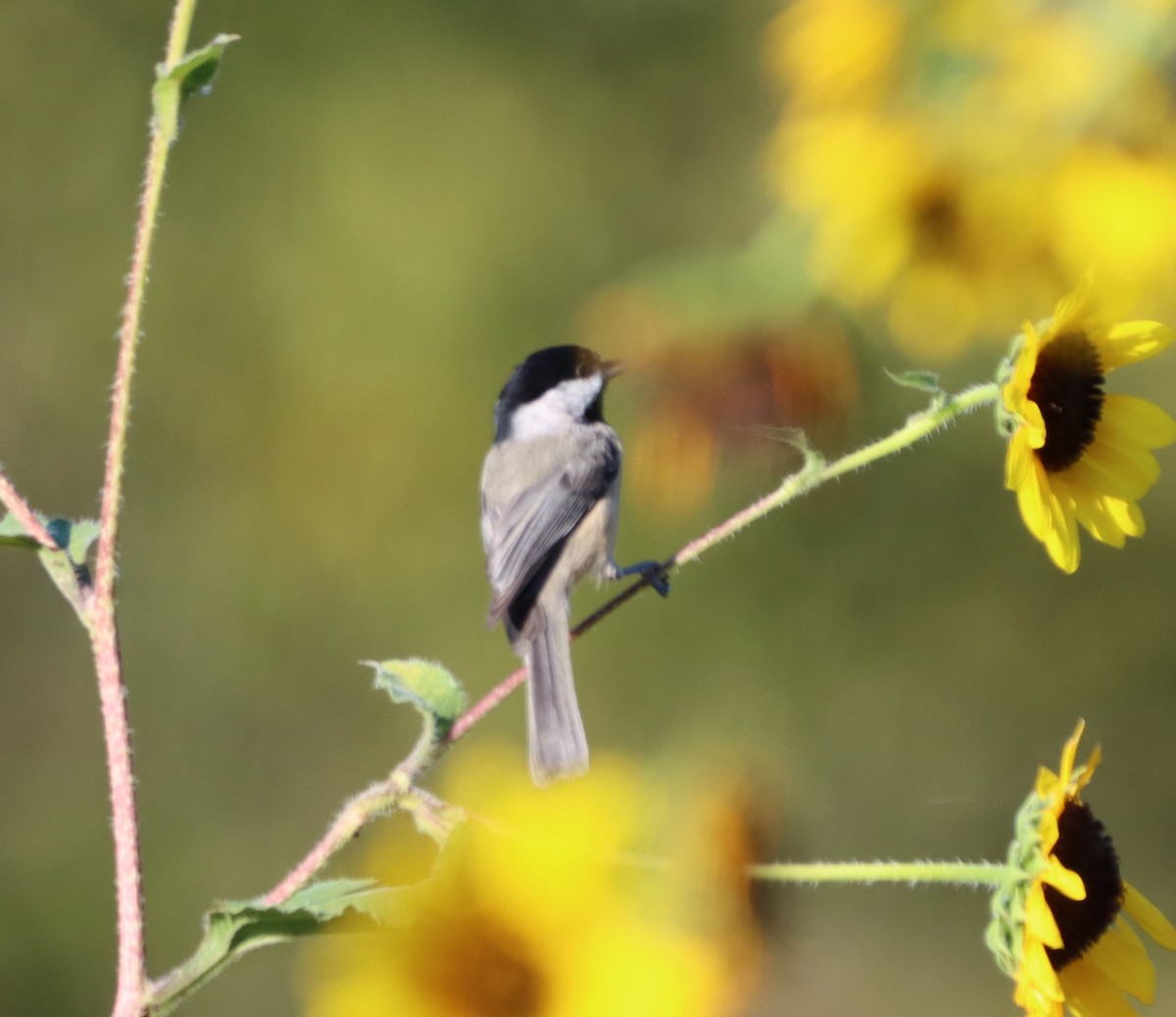 Carolina Chickadee - ML642114734