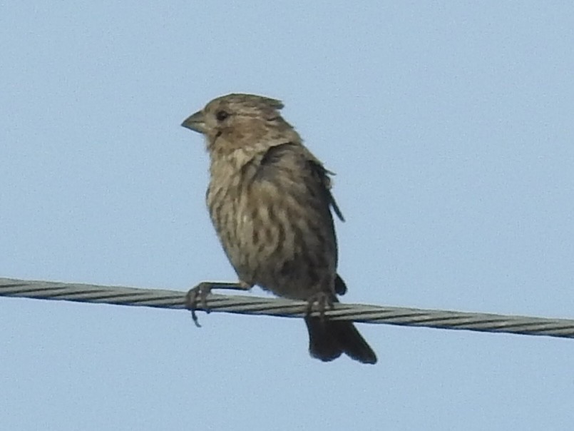 House Finch - ML642114737