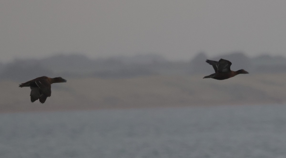 Common Eider - ML642114739