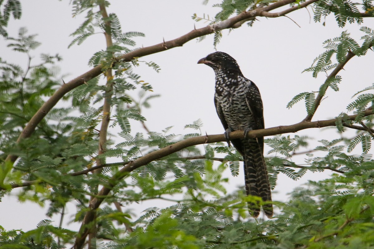 Asian Koel - ML642114741