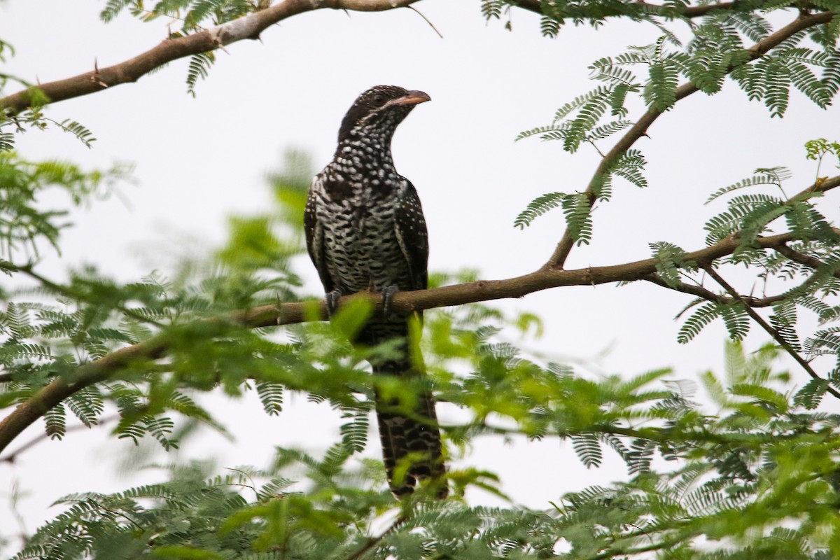 Asian Koel - ML642114742