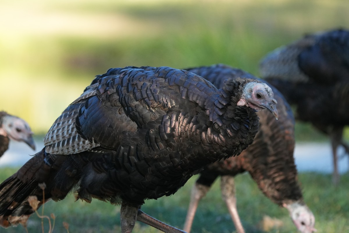 Wild Turkey - ML642114745