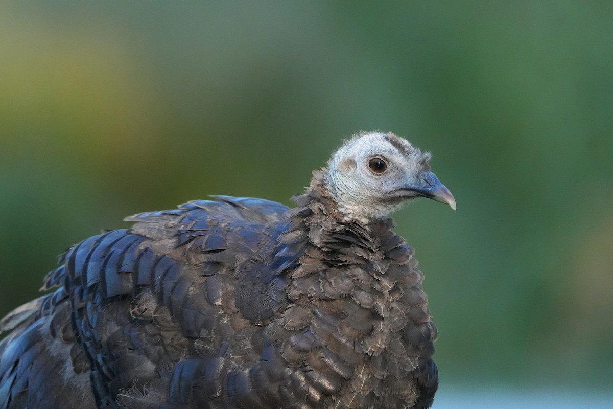 Wild Turkey - ML642114752