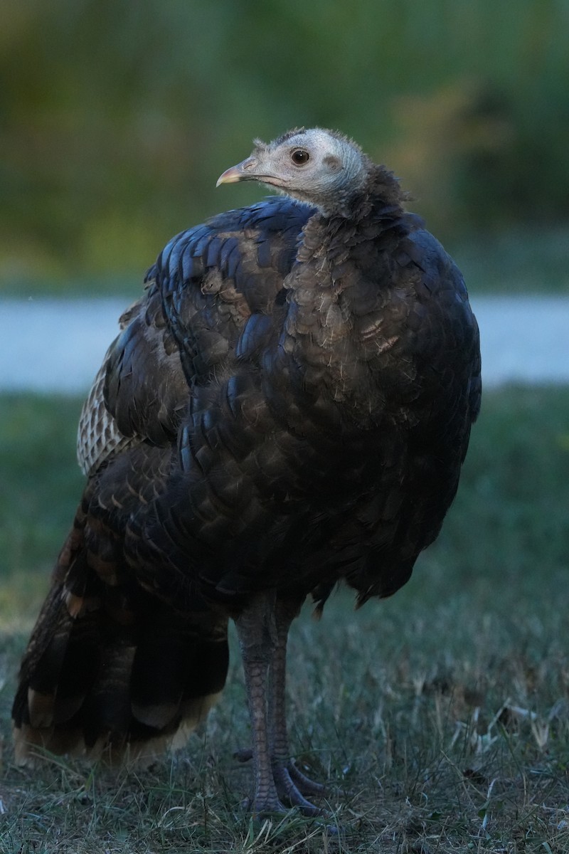Wild Turkey - ML642114760