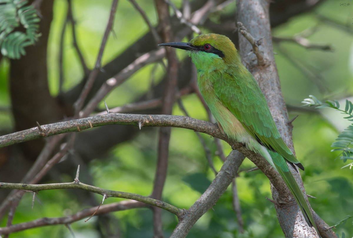 Asian Green Bee-eater - ML642114766