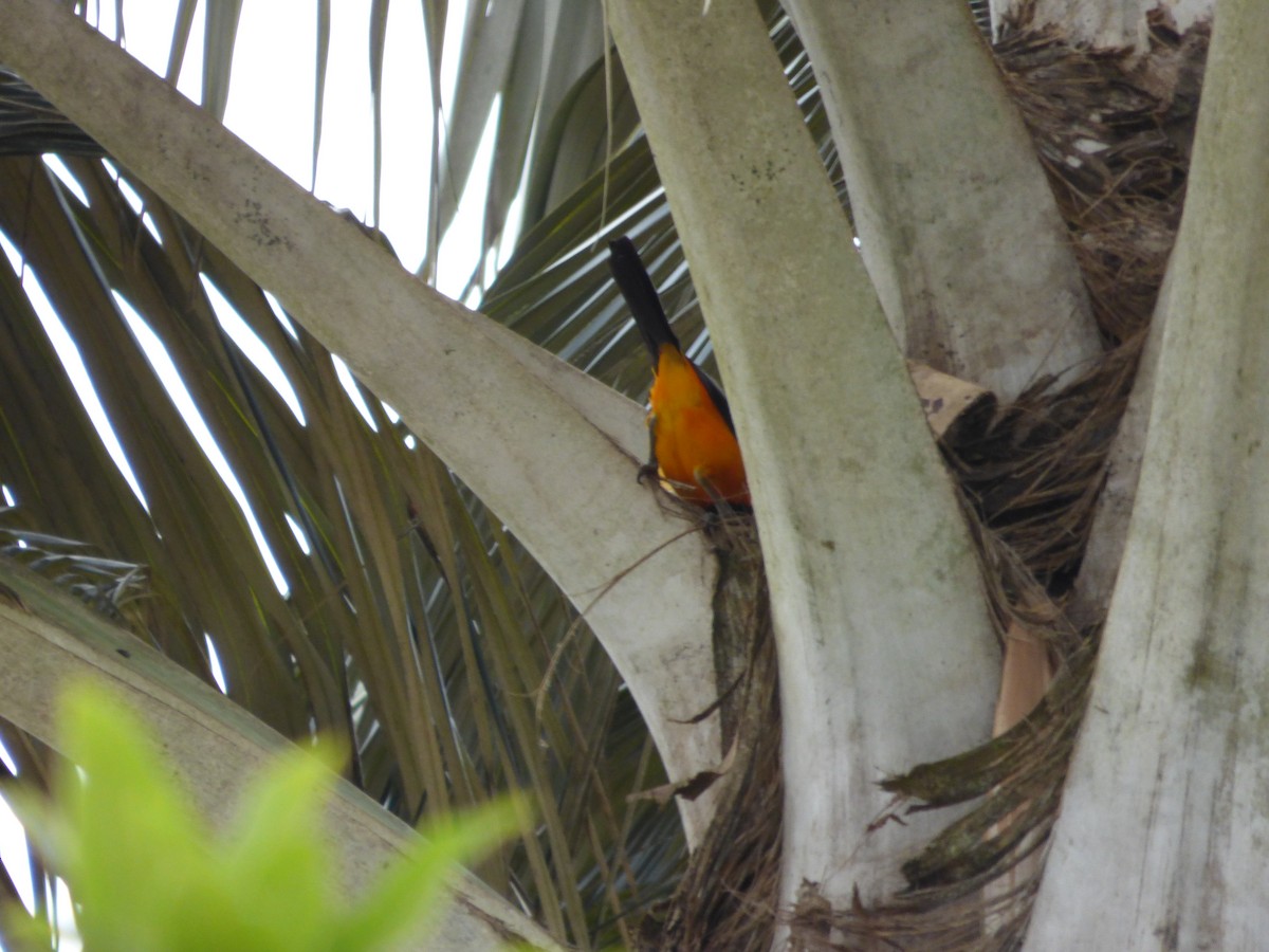 Venezuelan Troupial - ML642114773