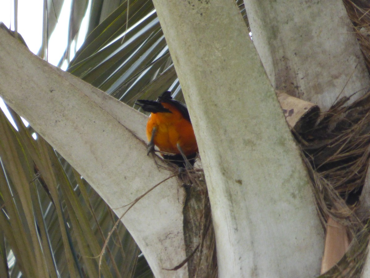 Venezuelan Troupial - ML642114774