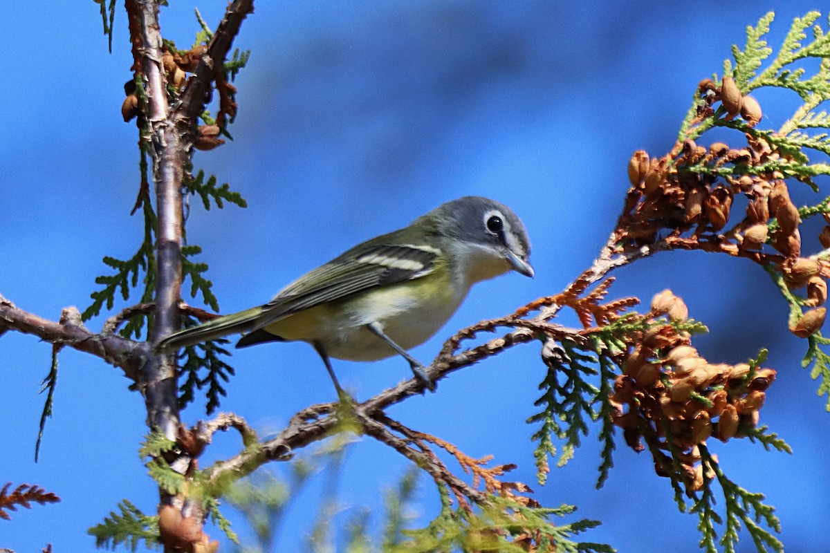Blue-headed Vireo - ML642114786