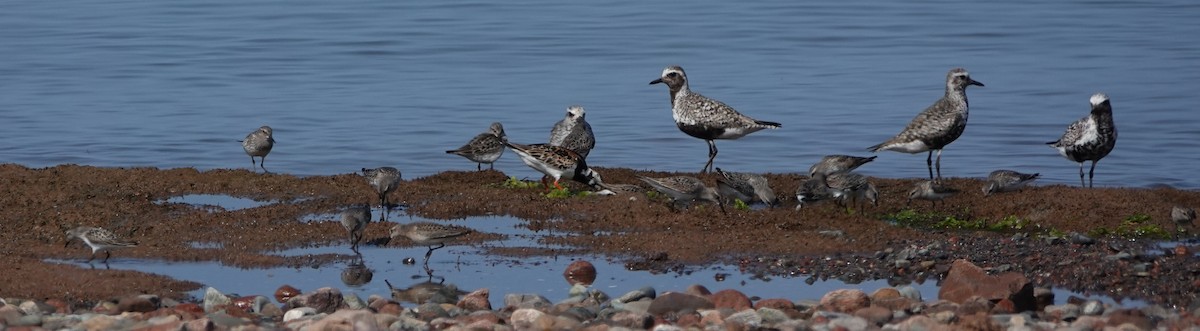 bonapartesnipe - ML642114790