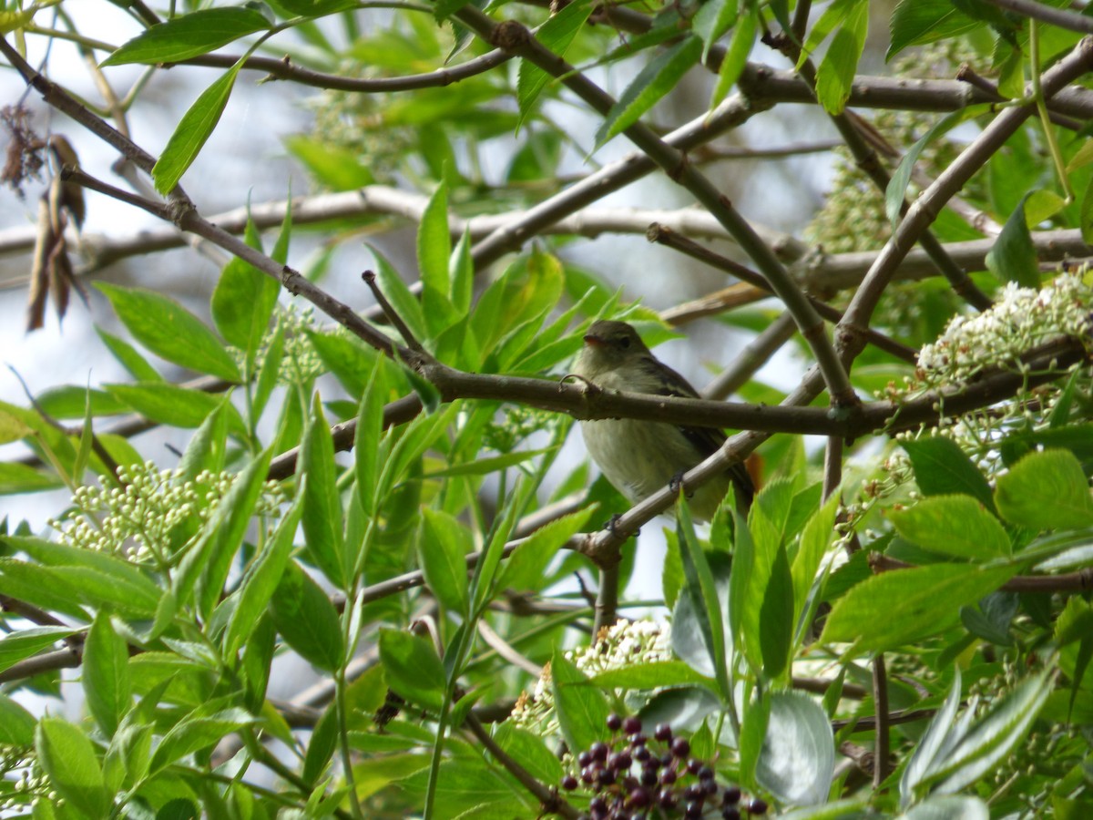 Mountain Elaenia - ML642114801