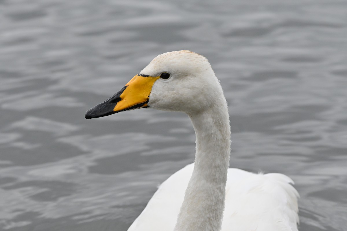 Cygne chanteur - ML642114813