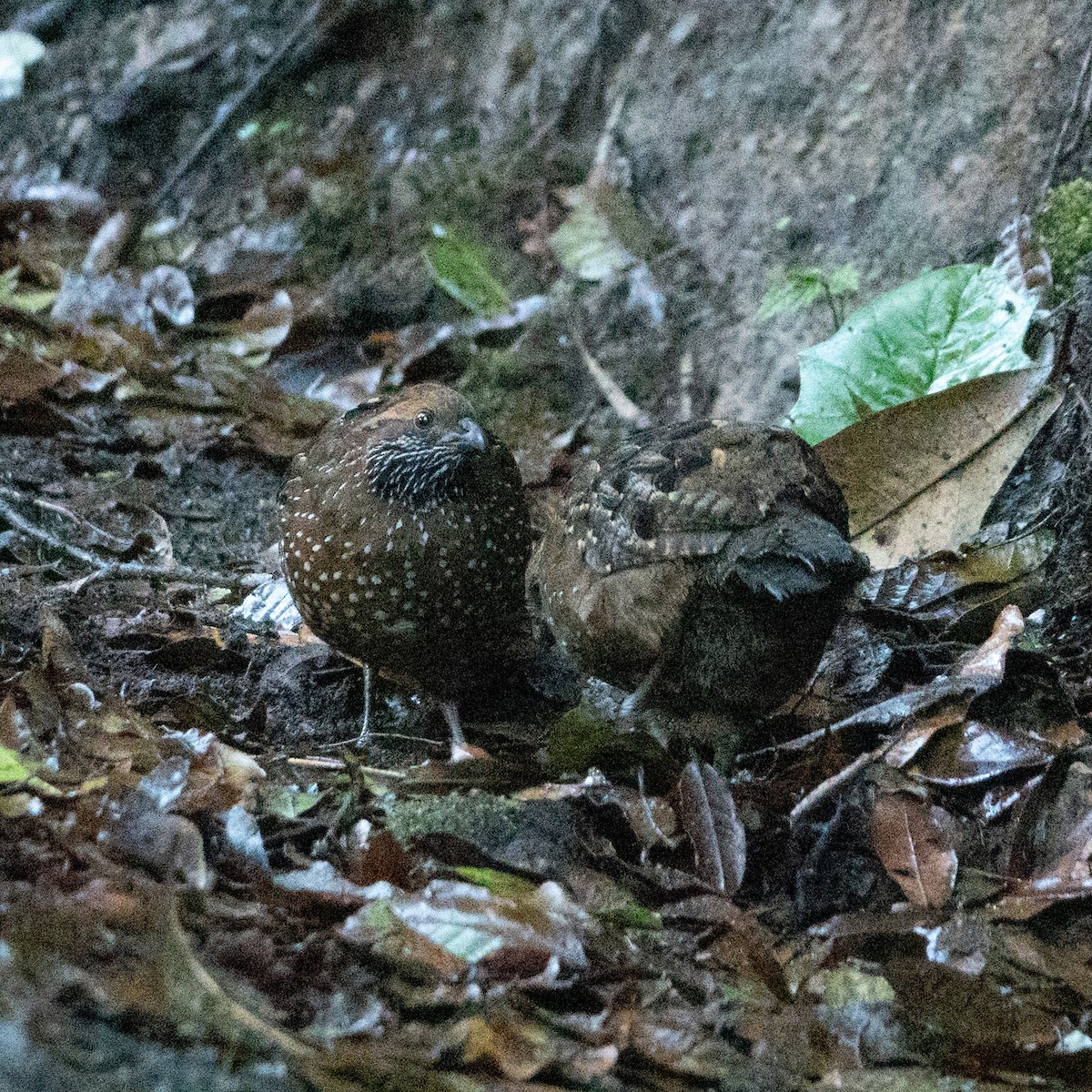 Spotted Wood-Quail - ML642114818