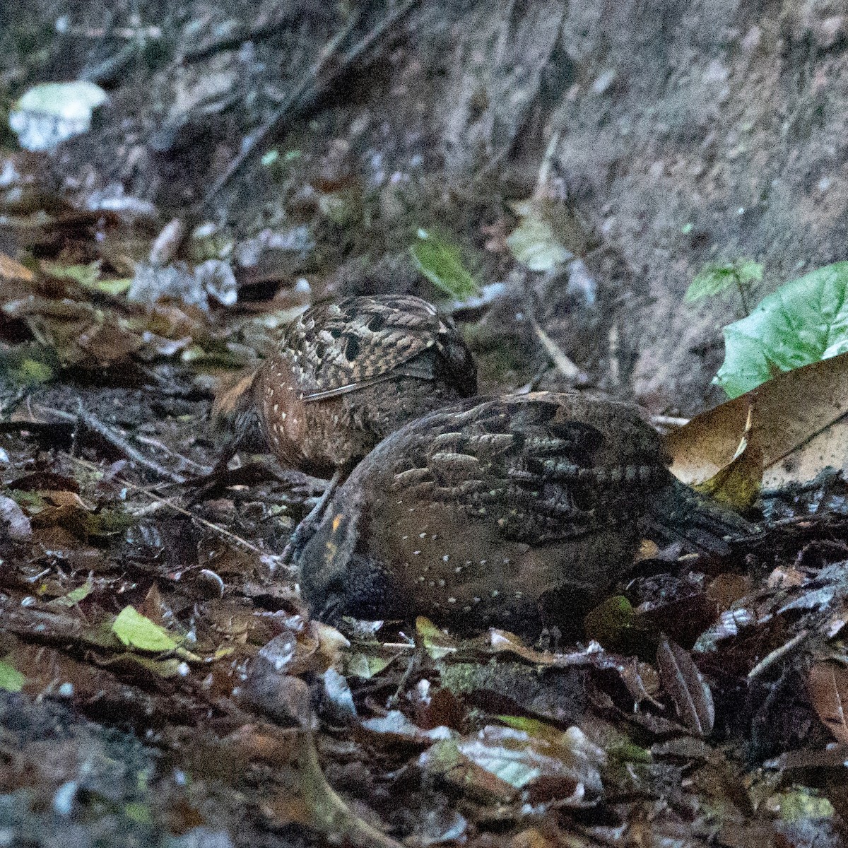 Spotted Wood-Quail - ML642114819