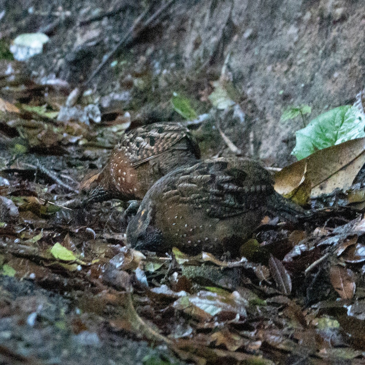 Spotted Wood-Quail - ML642114820