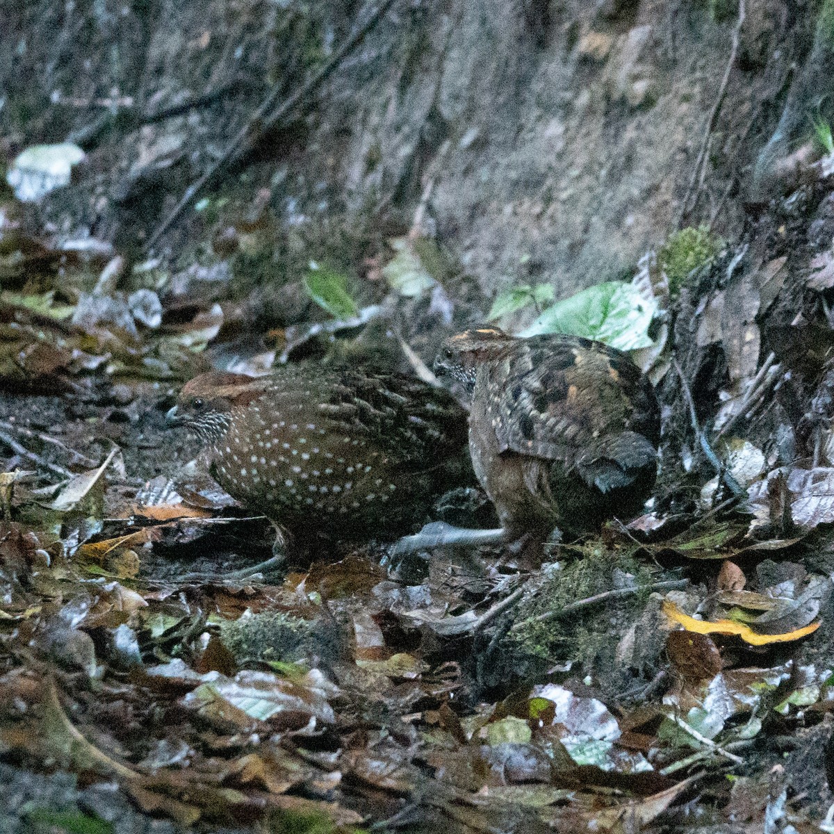 Spotted Wood-Quail - ML642114821