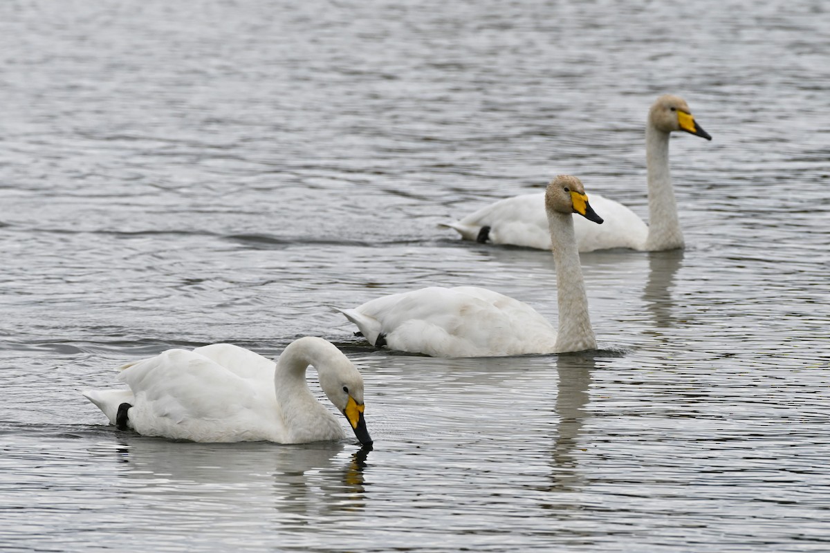 Cygne chanteur - ML642114822