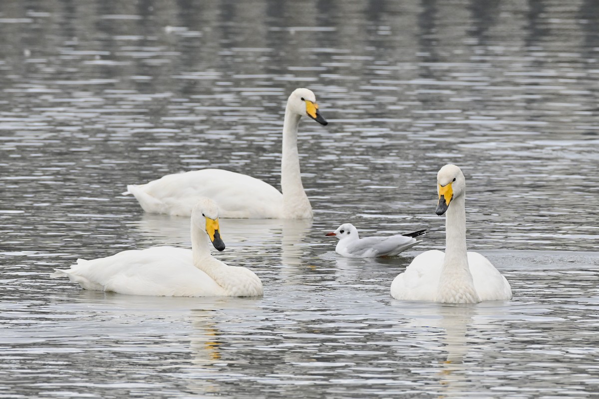 Cygne chanteur - ML642114828