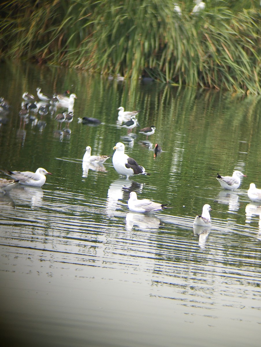 Kelp Gull - ML642114831