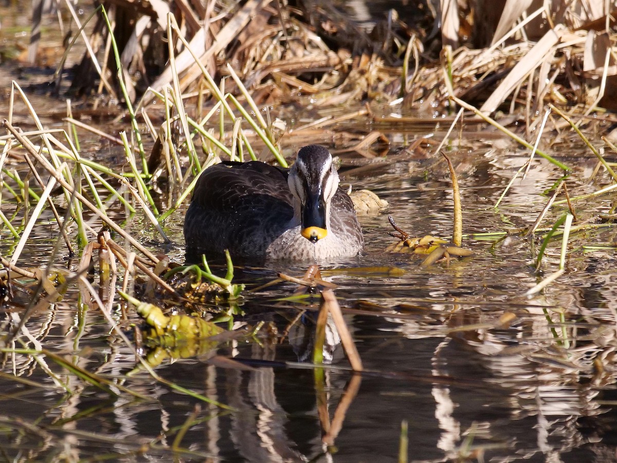 Eastern Spot-billed Duck - ML642114834