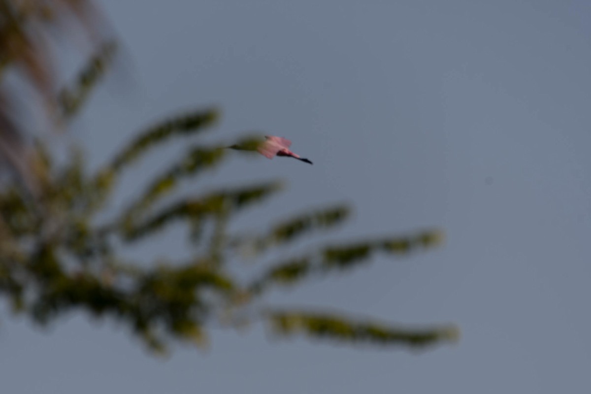 Roseate Spoonbill - ML642114836