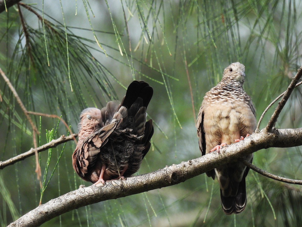 Common Ground Dove - ML642114837