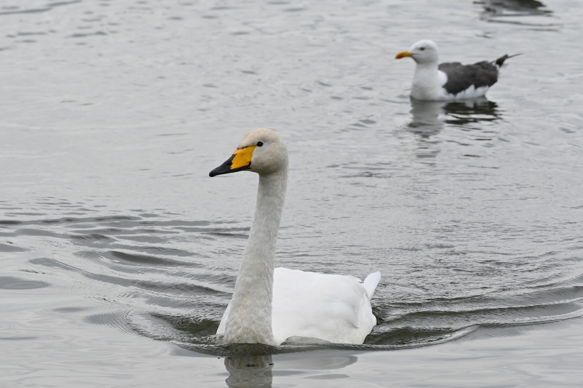 Cygne chanteur - ML642114838