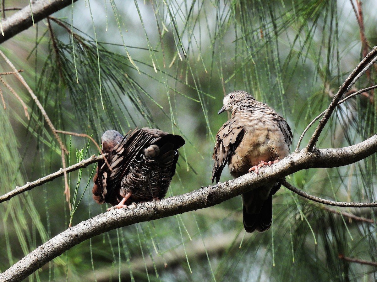 Common Ground Dove - ML642114840