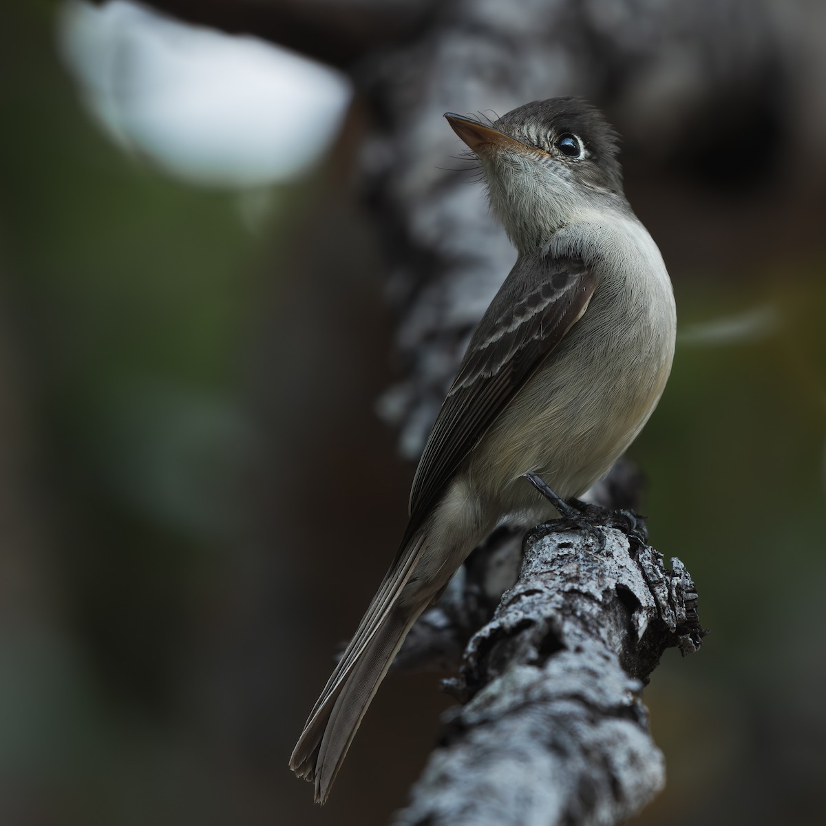 Cuban Pewee - ML642114841