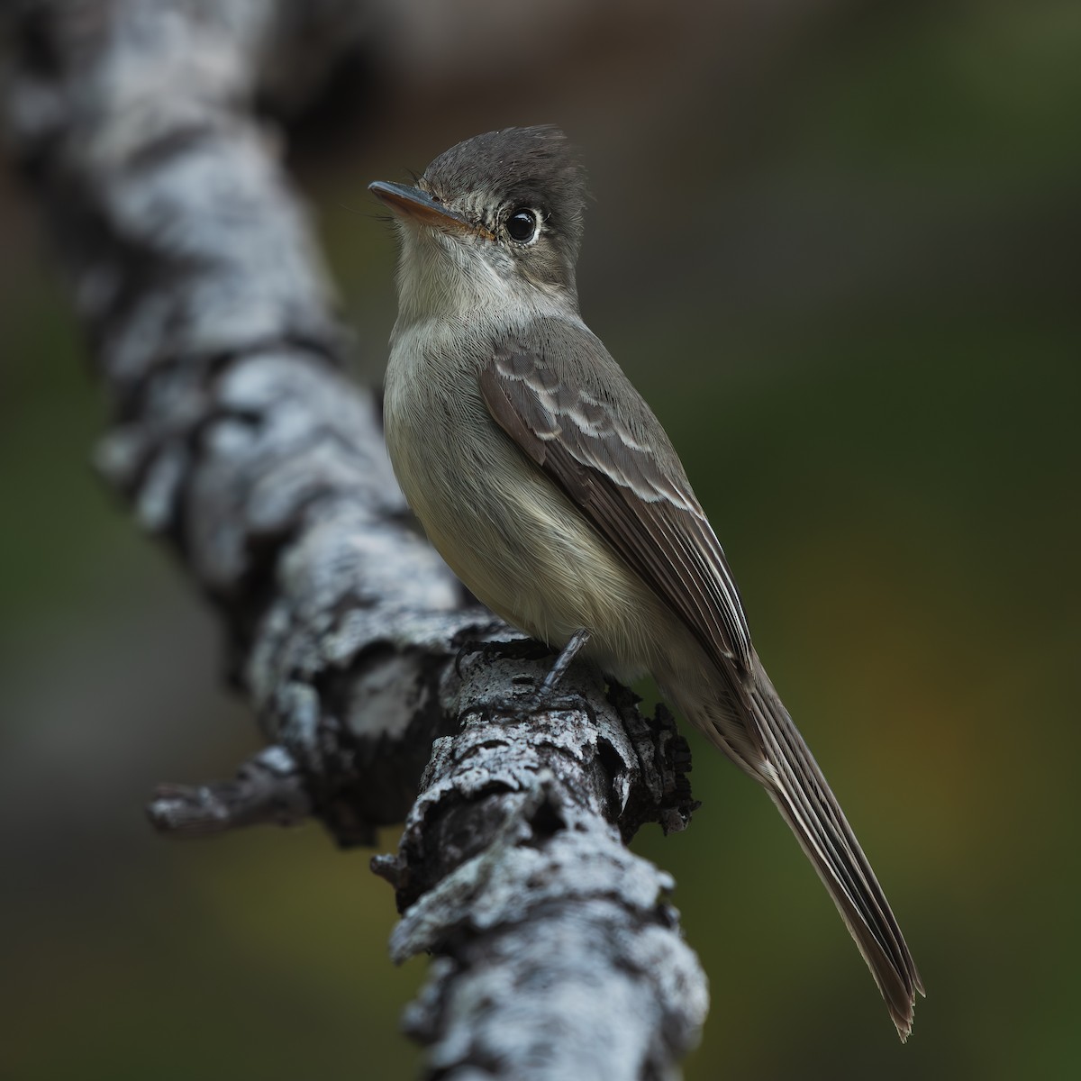 Cuban Pewee - ML642114842