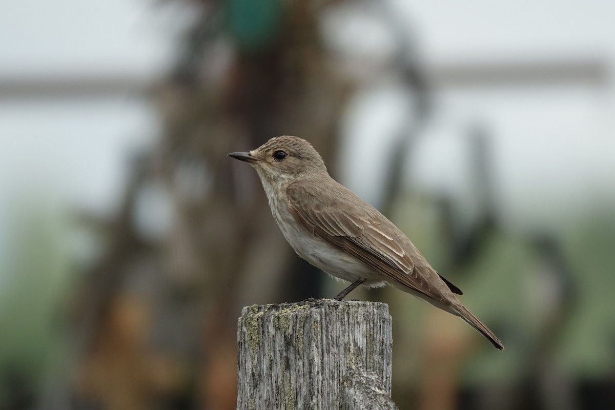 Spotted Flycatcher - ML642114845