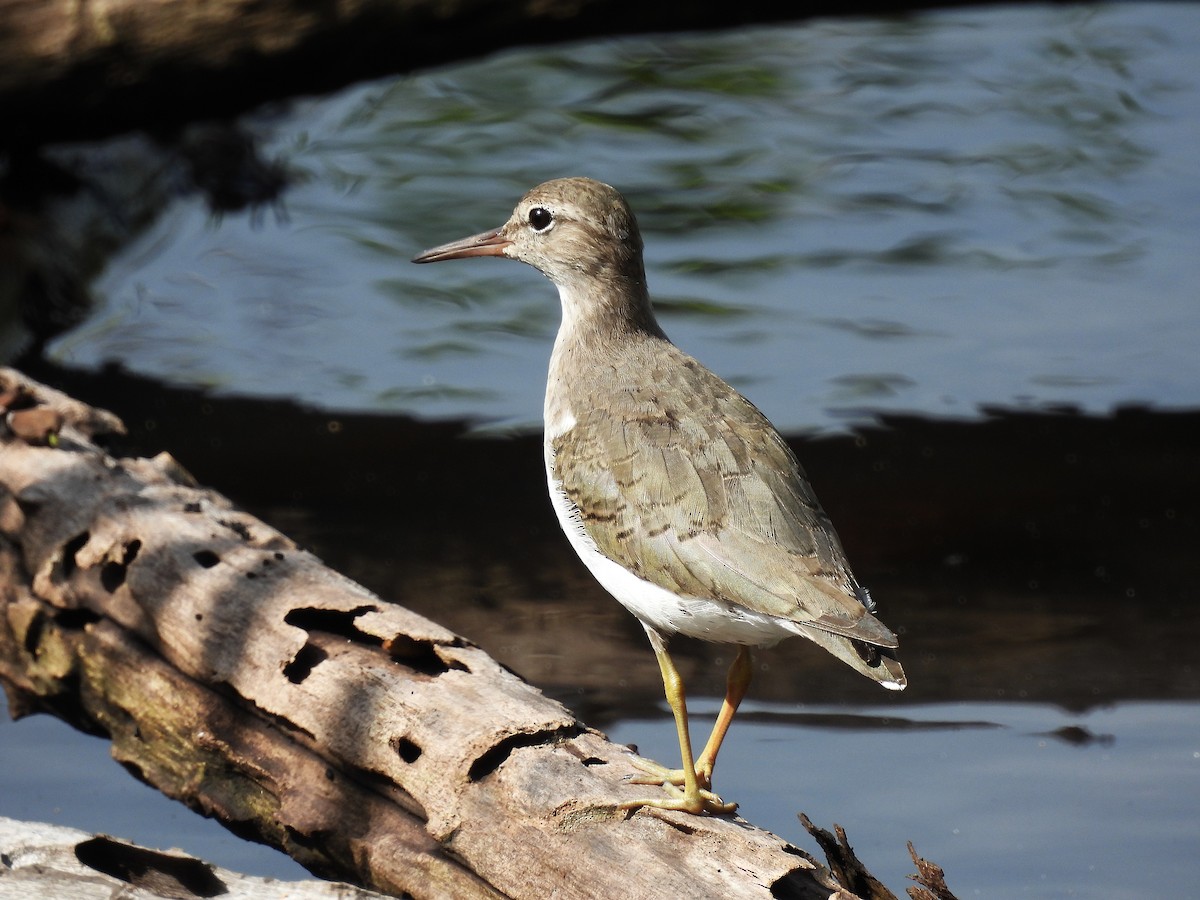 Spotted Sandpiper - ML642114850