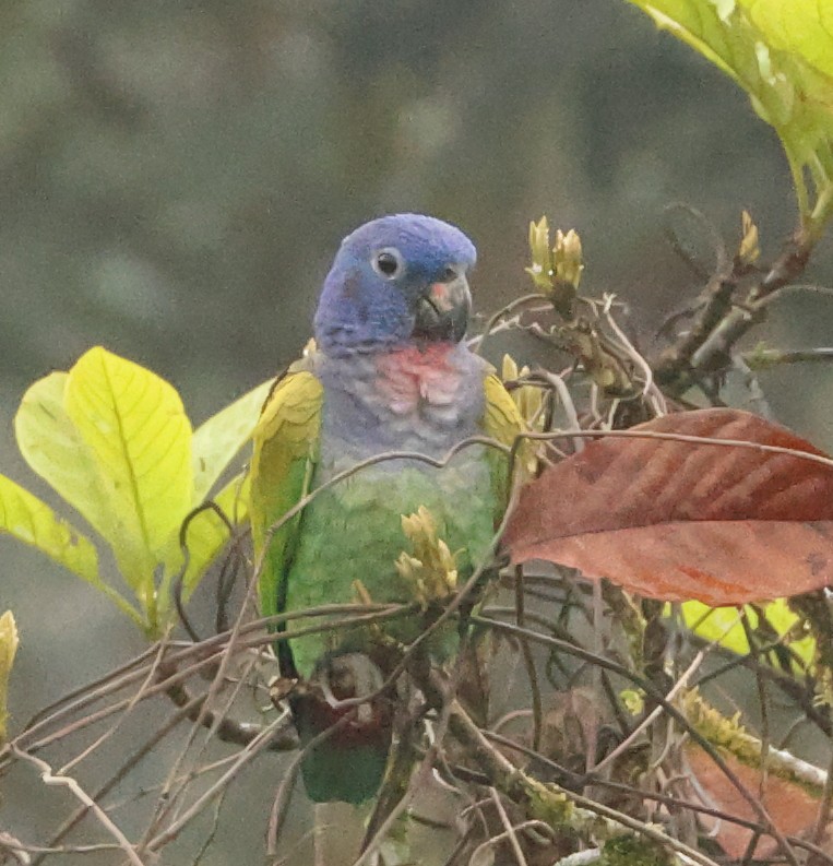 Синеголовый амазонет (menstruus/rubrigularis) - ML642114855