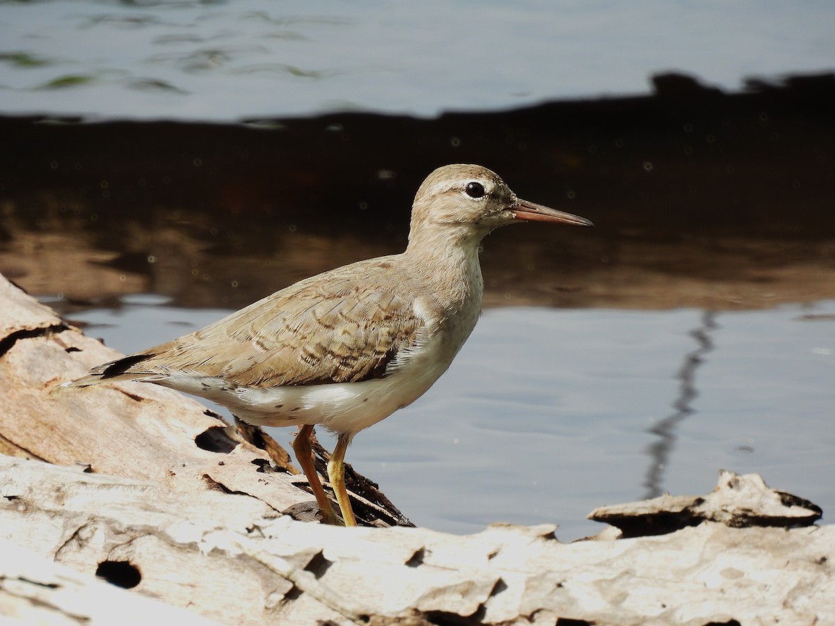 Spotted Sandpiper - ML642114857