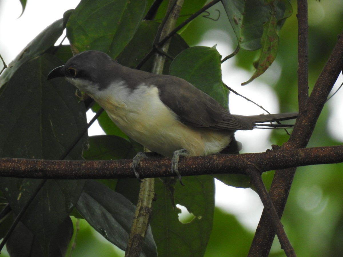Dark-billed Cuckoo - ML642114861