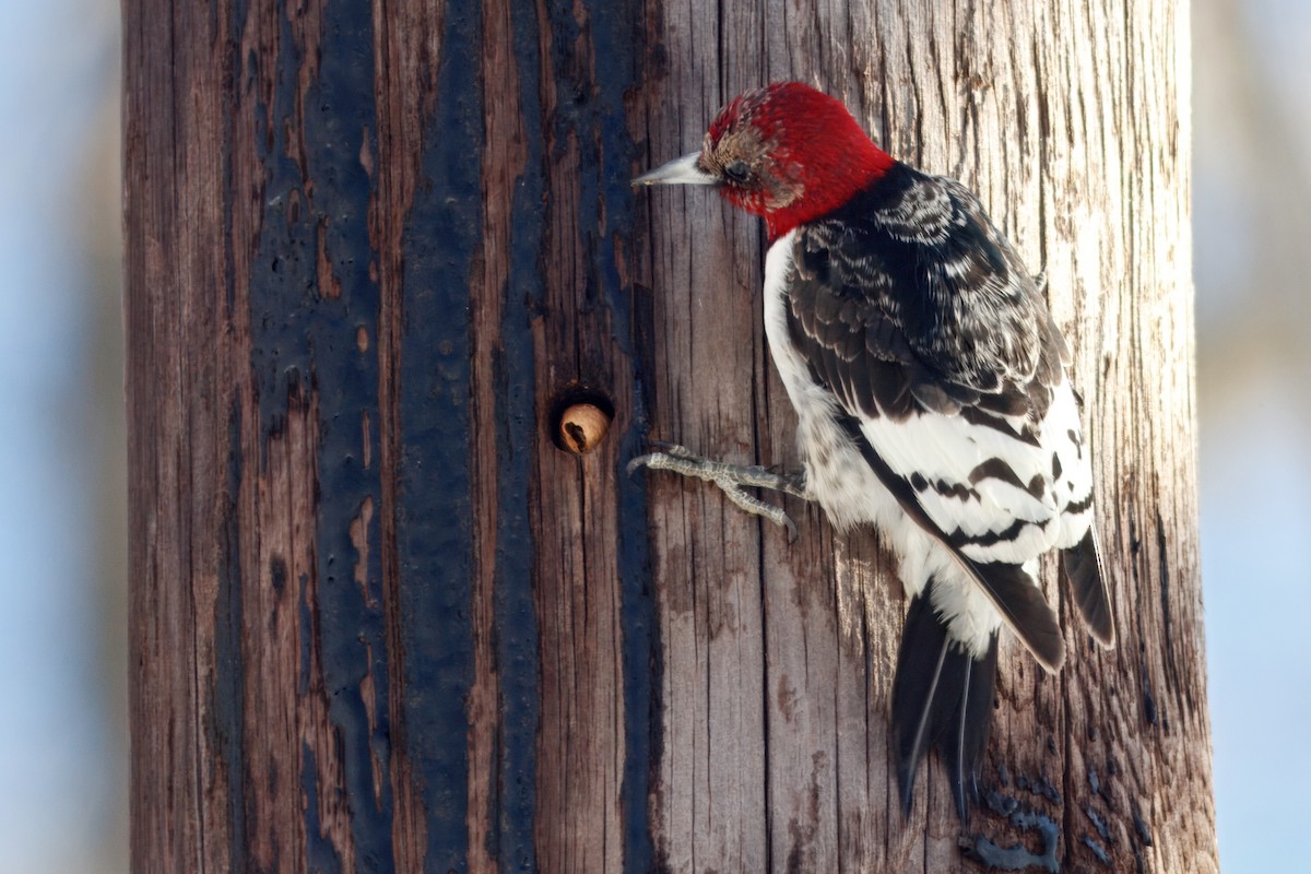 Red-headed Woodpecker - ML642114862