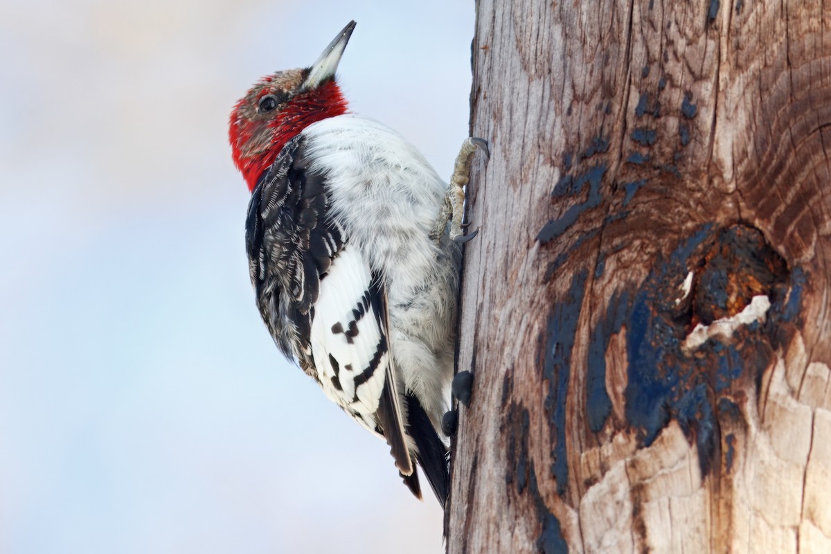 Red-headed Woodpecker - ML642114863