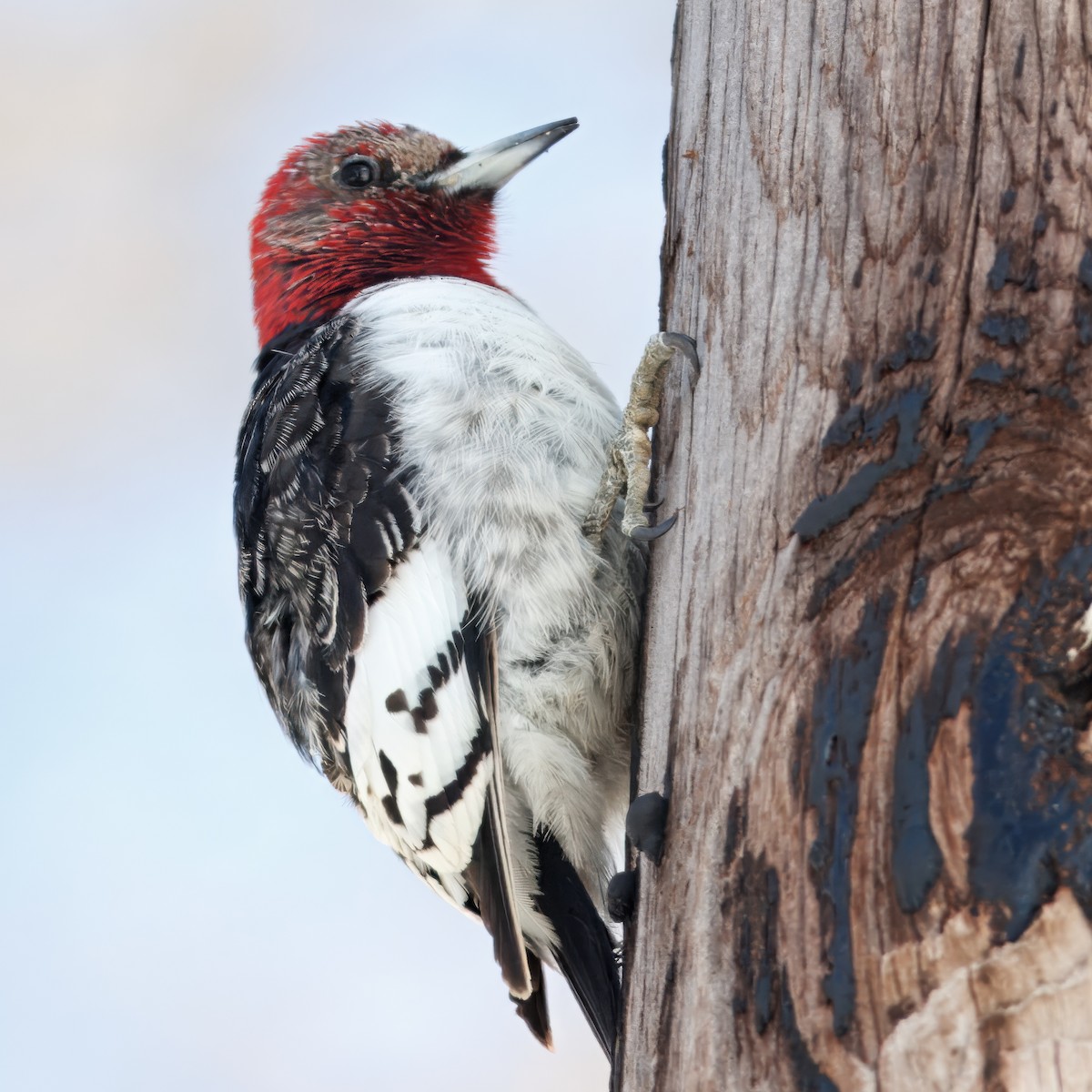 Red-headed Woodpecker - ML642114864