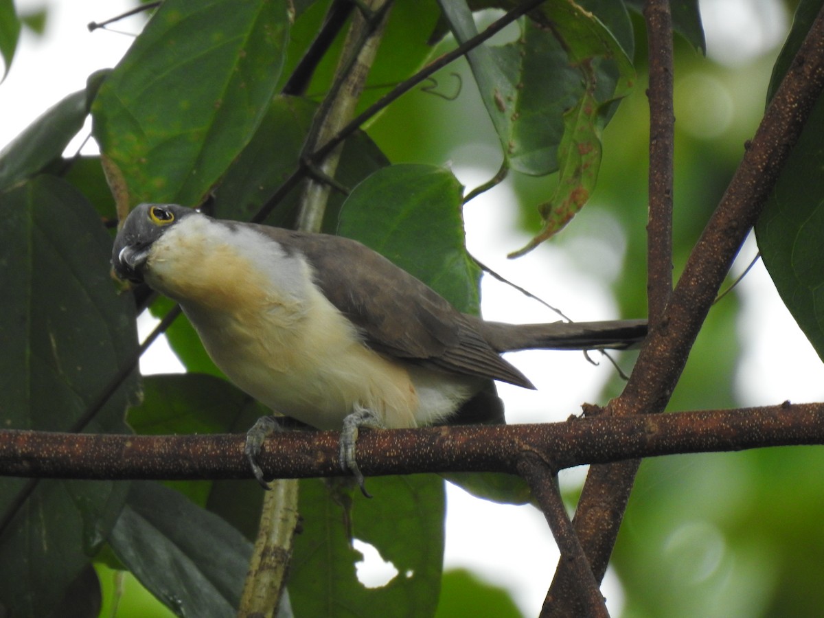 Dark-billed Cuckoo - ML642114867