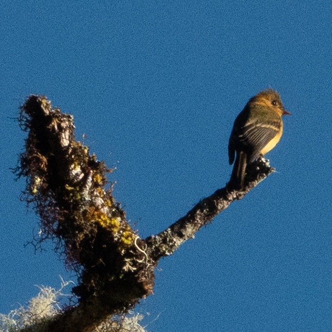 Tufted Flycatcher - ML642114868
