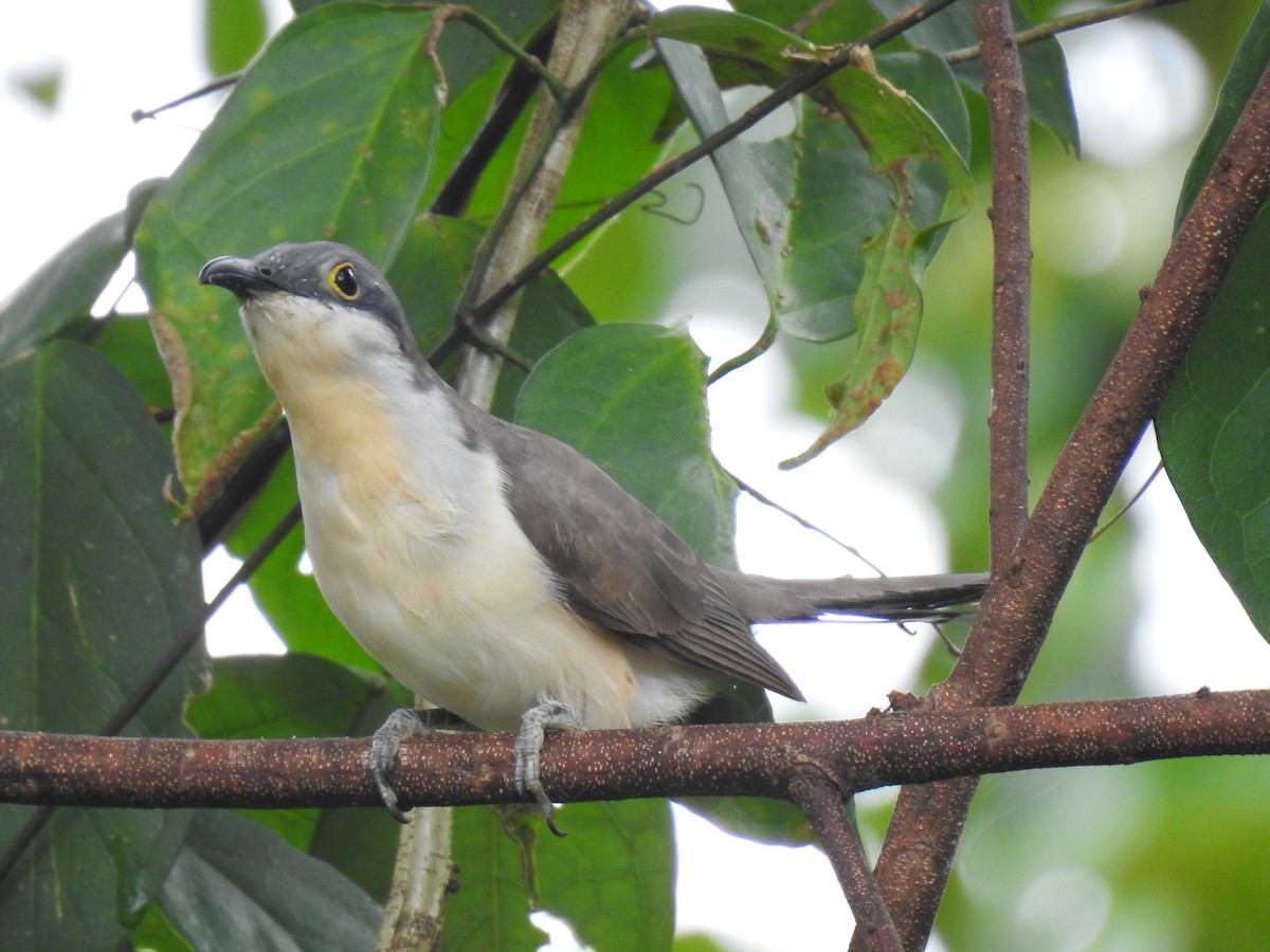 Dark-billed Cuckoo - ML642114869
